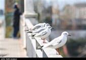 مرغان کاکایی در بندرانزلی