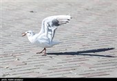 مرغان کاکایی در بندرانزلی