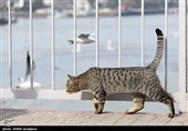 مرغان کاکایی در بندرانزلی