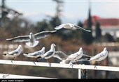 مرغان کاکایی در بندرانزلی