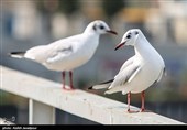 مرغان کاکایی در بندرانزلی