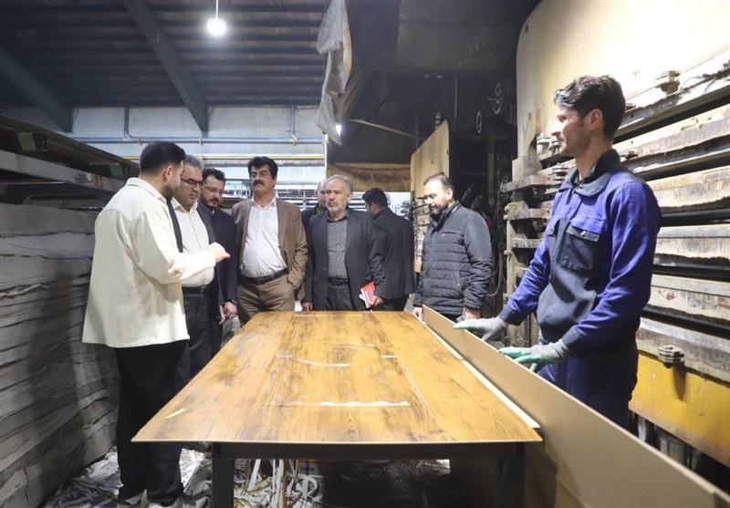 توسعه کشت صنوبر در کشت و صنعت مغان