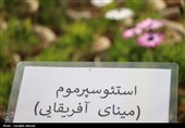 افتتاح بزرگترین گلخانه سلولزی جنوب‌شرق کشور در شهرداری کرمان