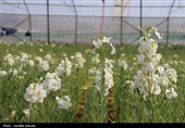 افتتاح بزرگترین گلخانه سلولزی جنوب‌شرق کشور در شهرداری کرمان