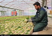 افتتاح بزرگترین گلخانه سلولزی جنوب‌شرق کشور در شهرداری کرمان