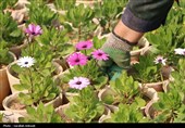 افتتاح بزرگترین گلخانه سلولزی جنوب‌شرق کشور در شهرداری کرمان