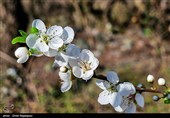 شکوفه‌های زمستانی در رودسر گیلان