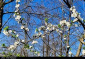 شکوفه‌های زمستانی در رودسر گیلان