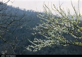 شکوفه‌های زمستانی در رودسر گیلان