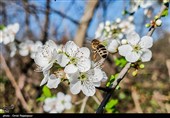 شکوفه‌های زمستانی در رودسر گیلان