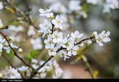 شکوفه‌های زمستانی در رودسر گیلان