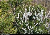 شکوفه‌های زمستانی در رودسر گیلان