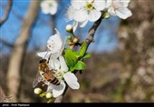 شکوفه‌های زمستانی در رودسر گیلان