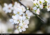شکوفه‌های زمستانی در رودسر گیلان