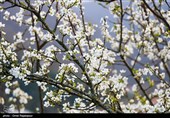 شکوفه‌های زمستانی در رودسر گیلان