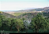 شکوفه‌های زمستانی در رودسر گیلان
