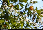 شکوفه‌های زمستانی در رودسر گیلان