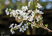 شکوفه‌های زمستانی در رودسر گیلان
