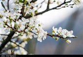 شکوفه‌های زمستانی در رودسر گیلان