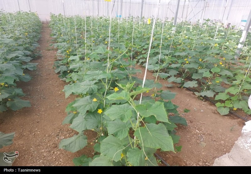 اخبار زنجان , اخبار شهرستان ابهر ,