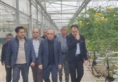 میزان تولیدات گلخانه‌ای 40000 تن است