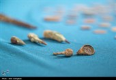 کشف 209 سکه دوران اسلامی در اطراف تخت جمشید