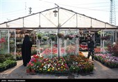 بازار گل تهران زیر سایه جنگ