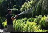 بازار گل تهران زیر سایه جنگ
