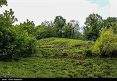 آغاز برداشت نوبرانه چای در لاهیجان