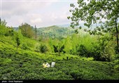 آغاز برداشت نوبرانه چای در لاهیجان
