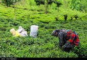 آغاز برداشت نوبرانه چای در لاهیجان