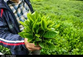 آغاز برداشت نوبرانه چای در لاهیجان