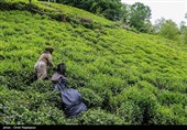 آغاز برداشت نوبرانه چای در لاهیجان
