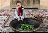 آغاز برداشت نوبرانه چای در لاهیجان