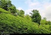 آغاز برداشت نوبرانه چای در لاهیجان