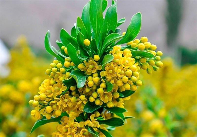 اخبار استان خراسان جنوبی , کشاورزی , طبیعت ,