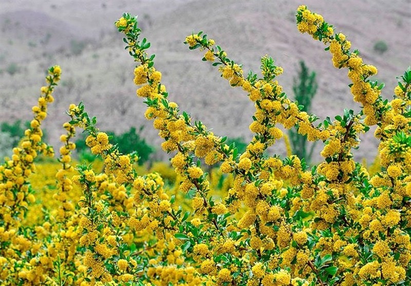 اخبار استان خراسان جنوبی , کشاورزی , طبیعت ,