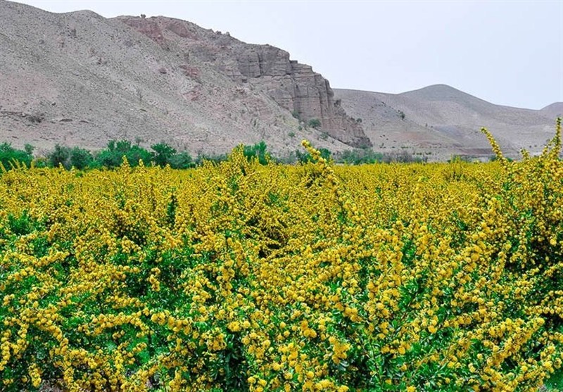 اخبار استان خراسان جنوبی , کشاورزی , طبیعت ,