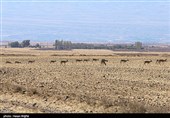 آخرین بازماندگان آهوی ایرانی در شمال غرب کشور