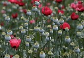 کشت کنترل‌شده شقایق اولی‌فرا برای تأمین مواد اولیه دارو