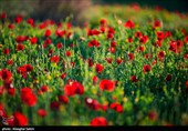 دشت گل های شقایق  - خراسان شمالی