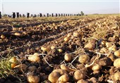 خودکفایی سیب زمینی حفظ می‌شود