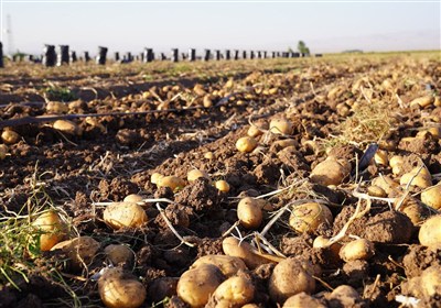 خودکفایی سیب زمینی حفظ می‌شود