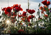 دشت گل های بابونه در خرم آباد