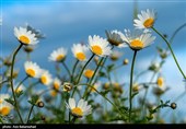 دشت گل های بابونه در خرم آباد
