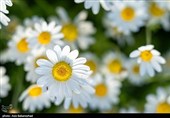 دشت گل های بابونه در خرم آباد