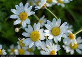 دشت گل های بابونه در خرم آباد