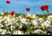 دشت گل های بابونه در خرم آباد