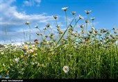 دشت گل های بابونه در خرم آباد