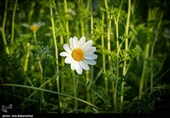 دشت گل های بابونه در خرم آباد